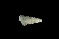 藏品(網目海蜷)的圖片